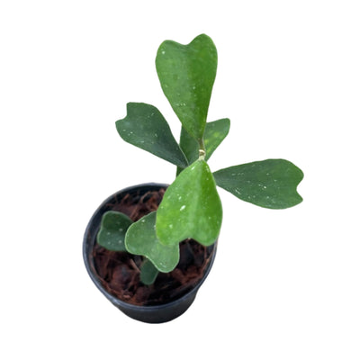 Hoya manipurensis with matte green, heart-shaped leaves in a small black pot