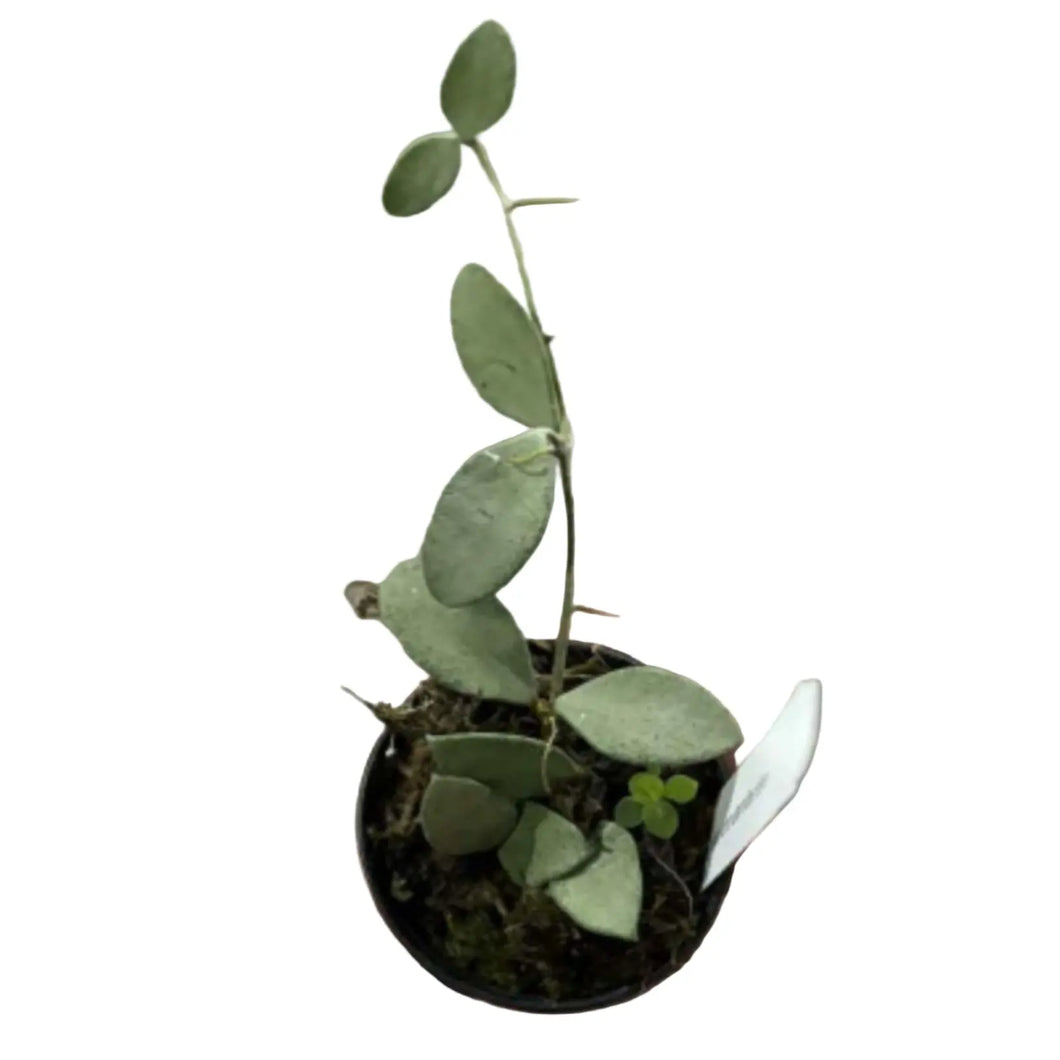 Hoya nummularioides silver with round silver-dusted leaves in a black pot.
