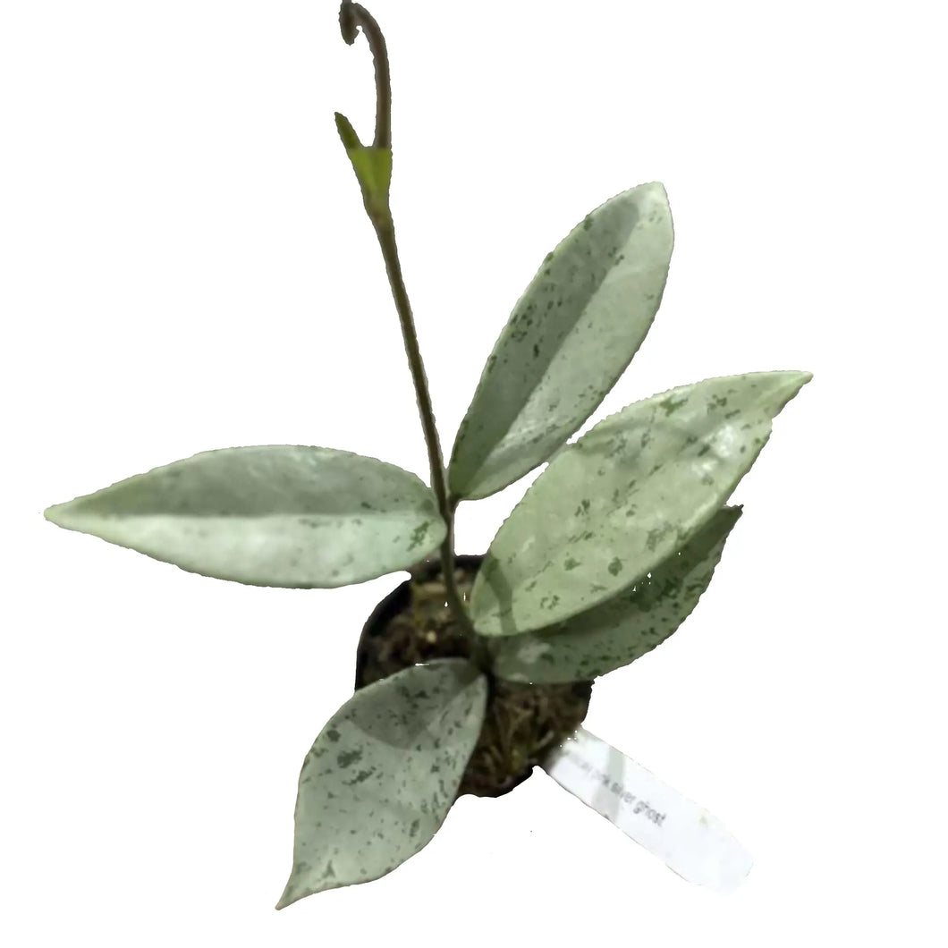 Hoya pubicalyx Pink Silver Ghost with silver-speckled elongated leaves in a potted plant.