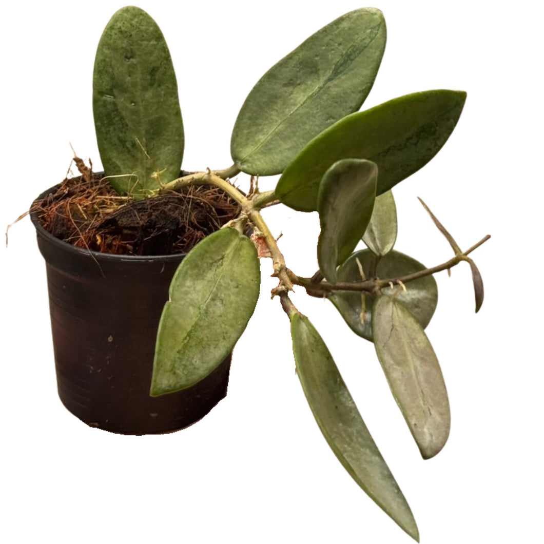 Close-up of Hoya Silver Lady showing trailing vines with silver-green variegated leaves, ideal for indoor plant collections and decorative hanging baskets.