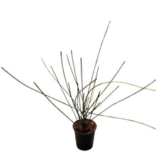 Load image into Gallery viewer, Leafless Hoya spartioides plant with slender green stems in a black pot
