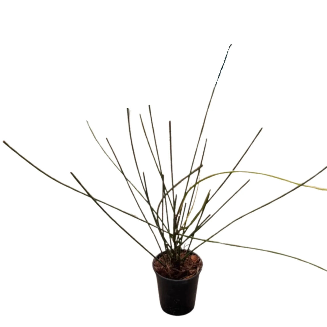 Leafless Hoya spartioides plant with slender green stems in a black pot