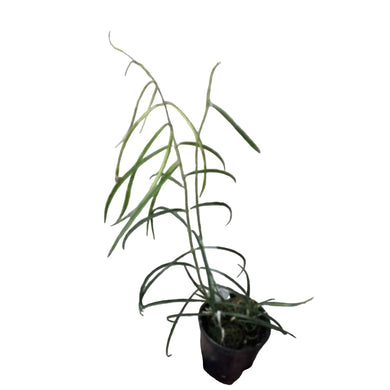 Hoya stenophylla plant with slender, elongated green leaves in a small pot.