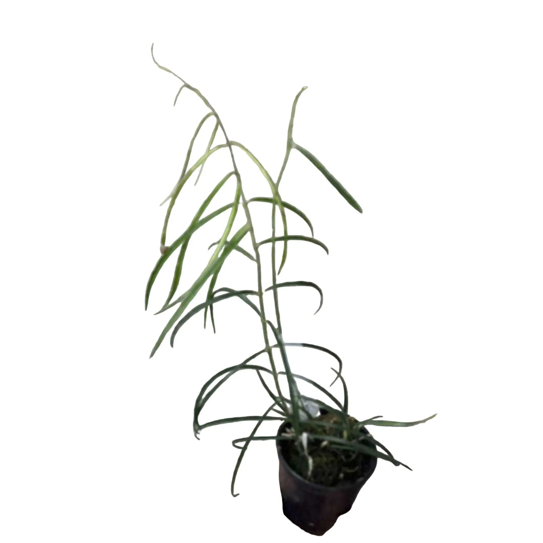 Hoya stenophylla plant with slender, elongated green leaves in a small pot.
