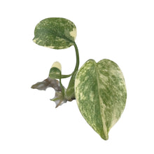 Load image into Gallery viewer, Monstera Green Snow (Tissue Culture) with marbled green and cream variegated leaves and exposed roots, ideal for collectors and tropical plant enthusiasts.
