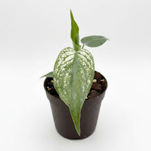 Load image into Gallery viewer, Monstera Devil Monster with mint-white speckled variegation on elongated green leaves.
