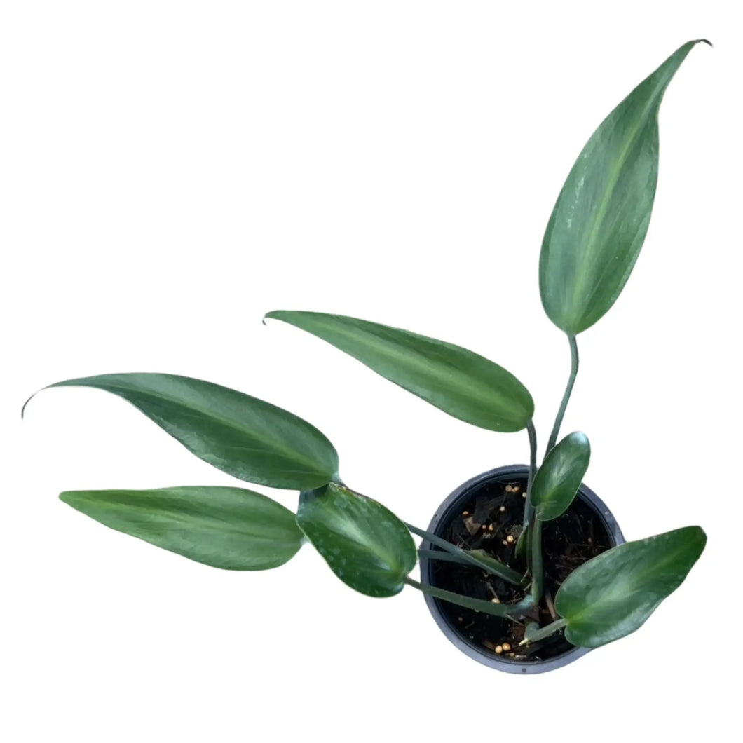 Monstera Burle Marx Flame with elongated, narrow dark green leaves in a pot.
