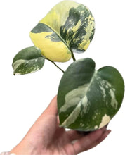 Load image into Gallery viewer, Variegated Monstera Deliciosa Aurea with large yellow and green marbled leaves in a pot

