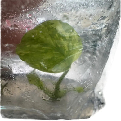 Monstera Electrolyte tissue culture plant with green and cream variegated leaf.