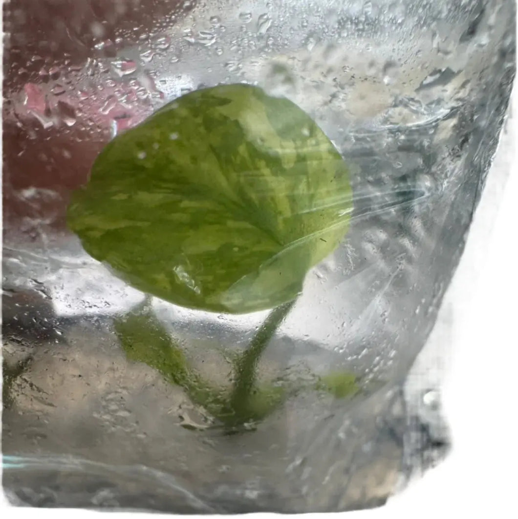 Monstera Electrolyte tissue culture plant with green and cream variegated leaf.