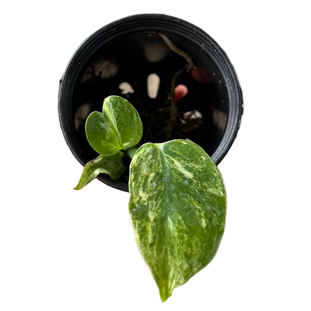 Variegated Monstera Masterpiece plant with marbled green-and-cream juvenile leaves.