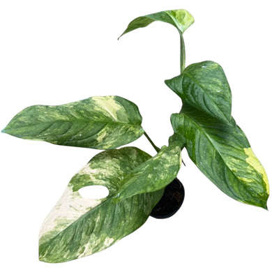 Monstera Mayuna Variegated with large fenestrated leaves featuring creamy white and deep green marbled patterns in a black pot.