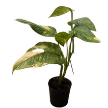 Load image into Gallery viewer, Monstera Mayuna Variegated with large fenestrated leaves featuring creamy white and deep green marbled patterns in a black pot.
