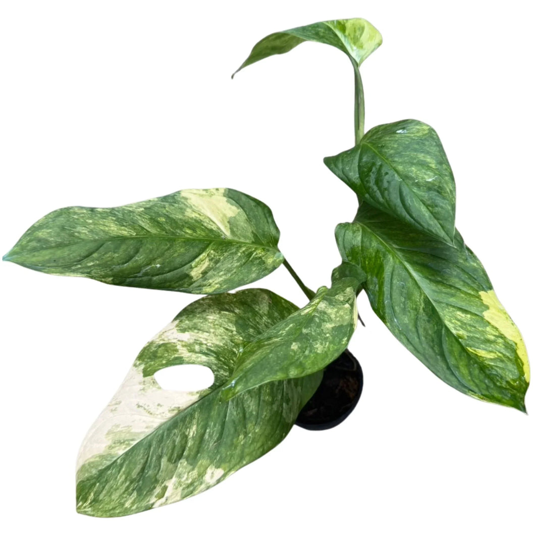Monstera Mayuna Variegated with large fenestrated leaves featuring creamy white and deep green marbled patterns in a black pot.