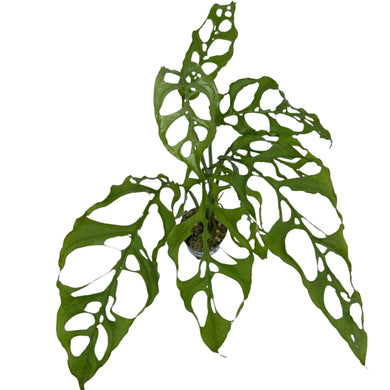 Monstera Obliqua Peru with lace-like fenestrated leaves in a pot
