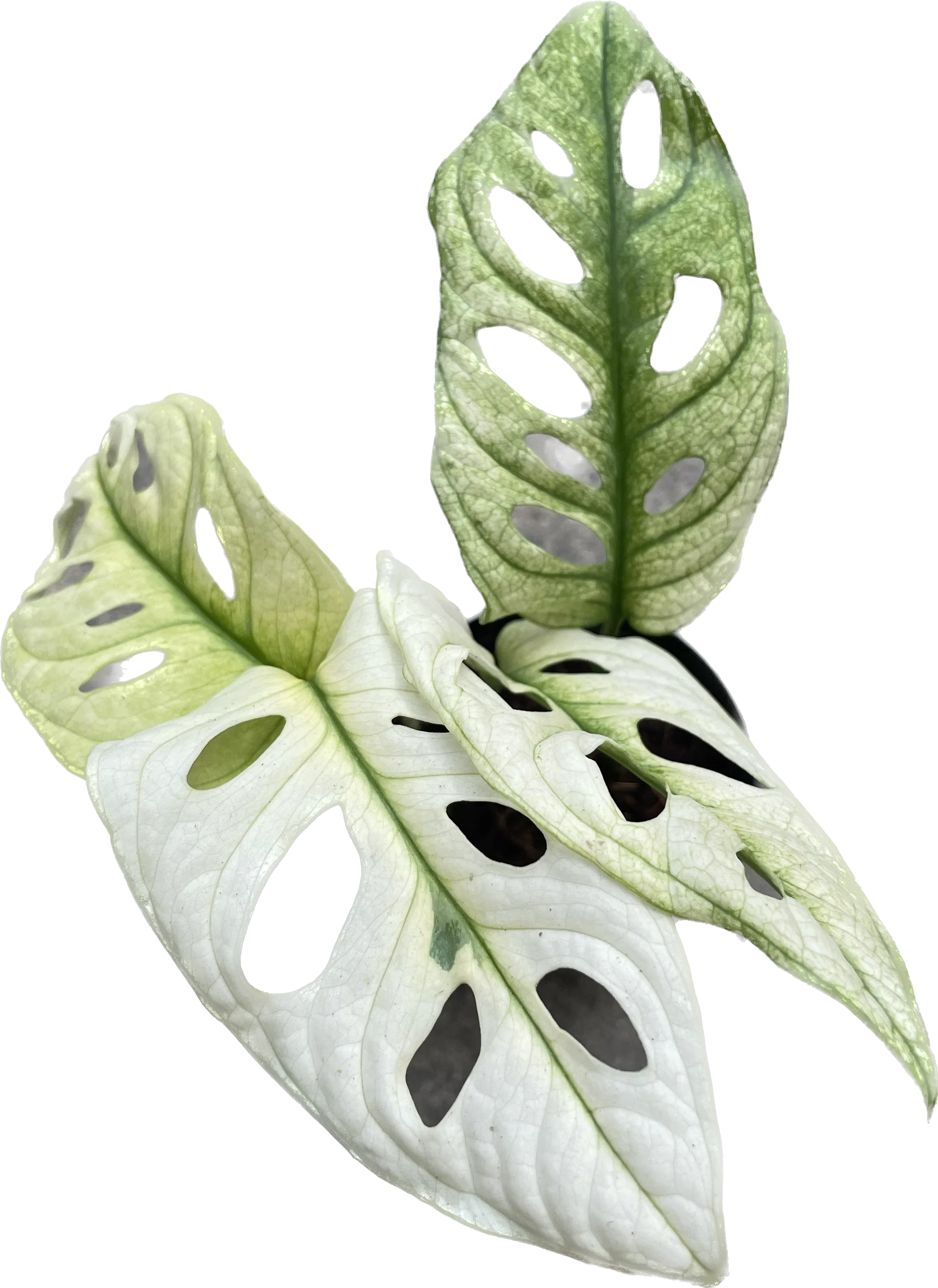monstera blume kaufen Monstera albo variegata main image 0