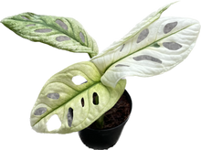 Load image into Gallery viewer, Monstera adansonii giant mint variegated with fenestrated white and green leaves
