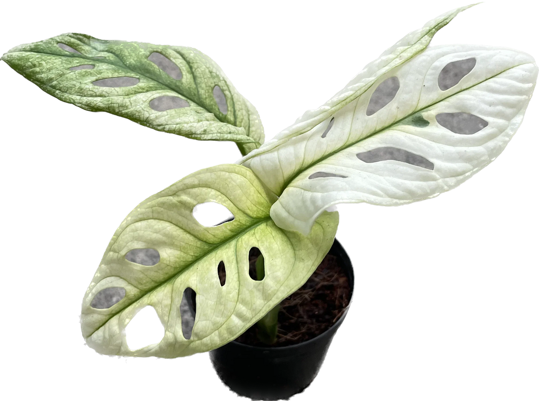 Monstera adansonii giant mint variegated with fenestrated white and green leaves