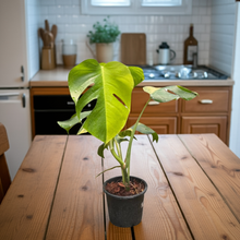Load image into Gallery viewer, Monstera borsigiana aurea variegated with golden-yellow marbled split leaves in a black pot in a kitchen
