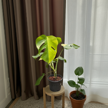 Load image into Gallery viewer, Monstera borsigiana aurea variegated with golden-yellow marbled split leaves in a black pot in a living room
