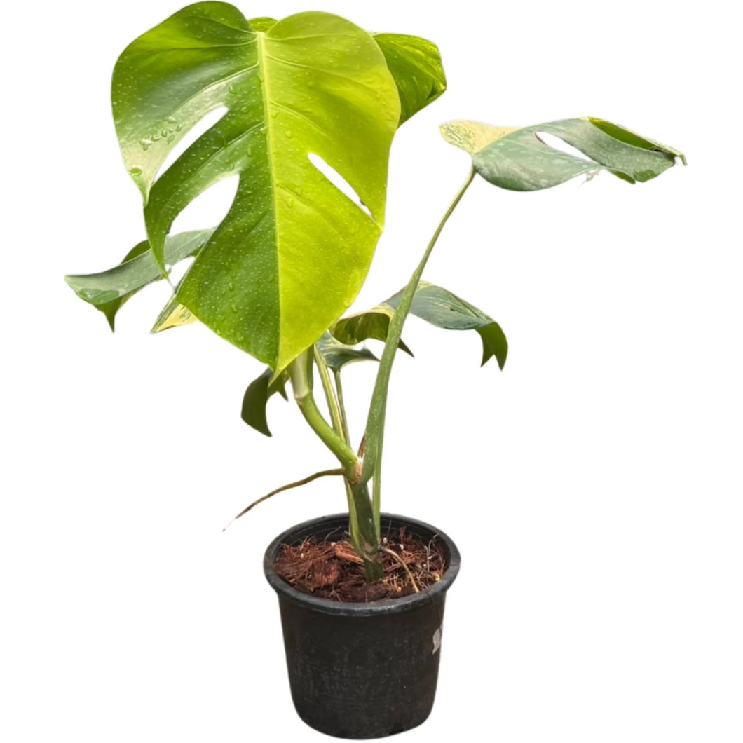 Monstera borsigiana aurea variegated with golden-yellow marbled split leaves in a black pot.