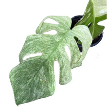 Load image into Gallery viewer, Monstera borsigiana mint variegated with split leaves and mint-green marbling in a black pot

