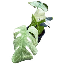 Load image into Gallery viewer, Monstera borsigiana mint variegated with split leaves and mint-green marbling in a black pot
