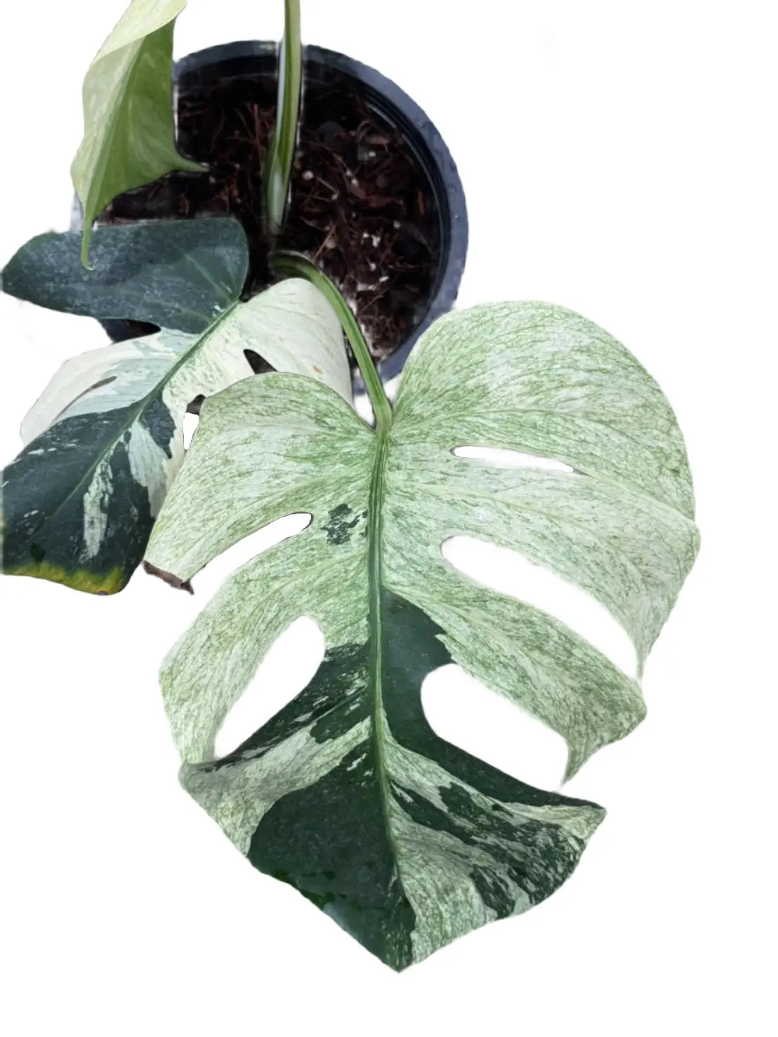 Monstera borsigiana mint variegated – TEG | Rare Mint Marbled