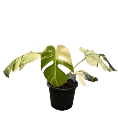 Monstera borsigiana mint variegated with split leaves and mint-green marbling in a black pot