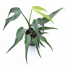 Load image into Gallery viewer, Monstera burle marx flame with narrow elongated leaves and developing fenestrations 
