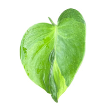Load image into Gallery viewer, Monstera Chameleon with changing green and lime variegated heart-shaped leaves.
