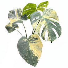 Load image into Gallery viewer, Monstera deliciosa Lemon large form with yellow and green variegated fenestrated leaves held by hand in garden setting.
