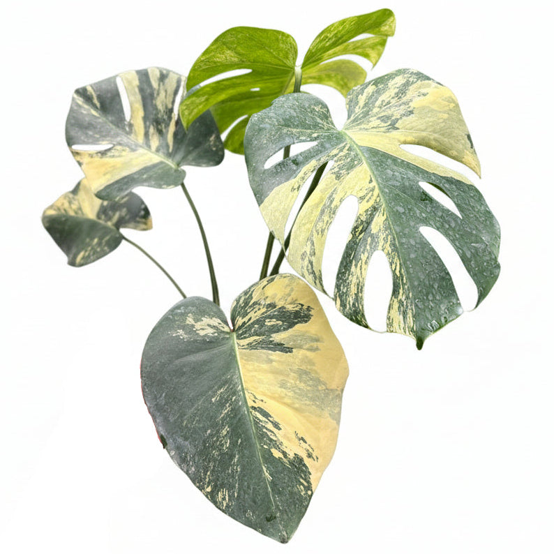monstera deliciosa seedling Medium Monstera Deliciosa – Dahing Plants main image 0