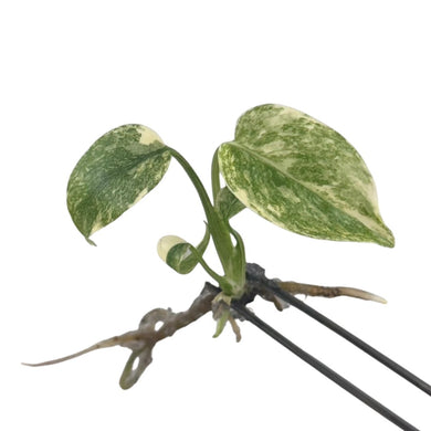 Monstera Green Snow (Tissue Culture) with marbled green and cream variegated leaves and exposed roots, ideal for collectors and tropical plant enthusiasts.