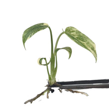 Load image into Gallery viewer, Monstera Green Snow (Tissue Culture) with marbled green and cream variegated leaves and exposed roots, ideal for collectors and tropical plant enthusiasts.
