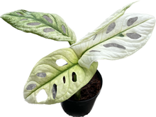 Load image into Gallery viewer, Monstera adansonii giant mint variegated

