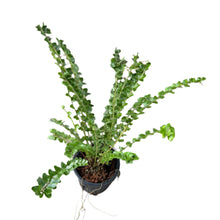 Load image into Gallery viewer, Nephrolepis sp. coin fern with unique round leaflets in black pot
