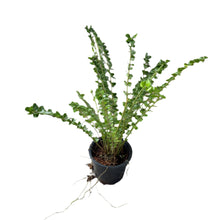 Load image into Gallery viewer, Nephrolepis sp. coin fern with unique round leaflets in black pot
