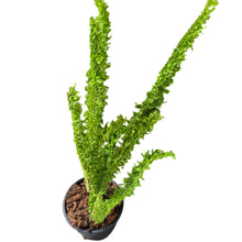 Load image into Gallery viewer, Nephrolepis sp. ridge special form with upright ruffled green fronds in a pot.
