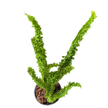 Load image into Gallery viewer, Nephrolepis sp. ridge special form with upright ruffled green fronds in a pot.
