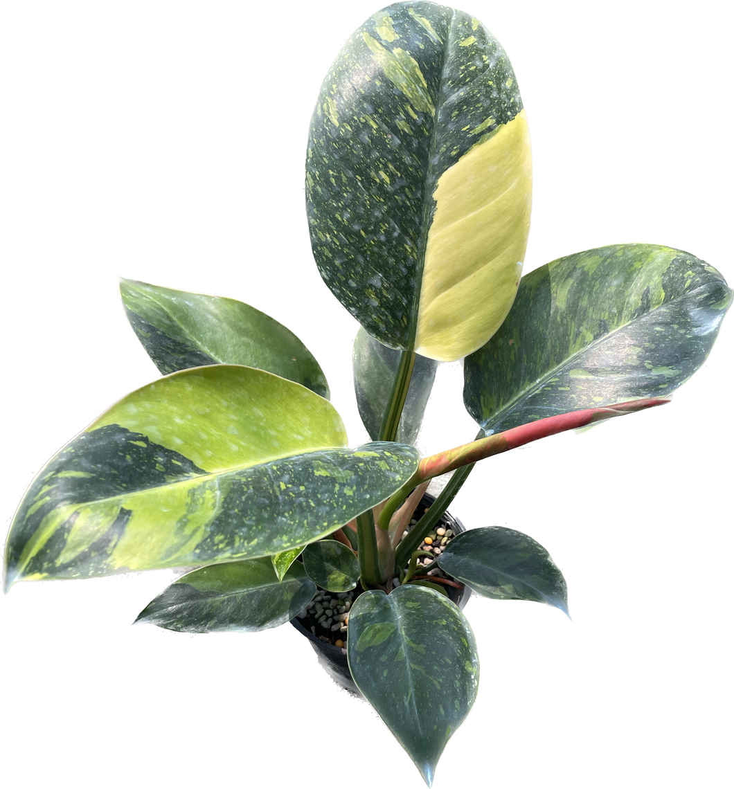 Philodendron green congo hybrid