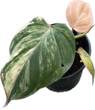 Load image into Gallery viewer, Philodendron mican variegated
