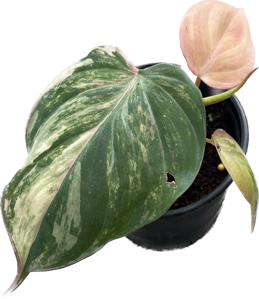 Philodendron mican variegated