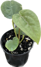 Load image into Gallery viewer, Anthurium papillilaminum x dressleri (seedling)
