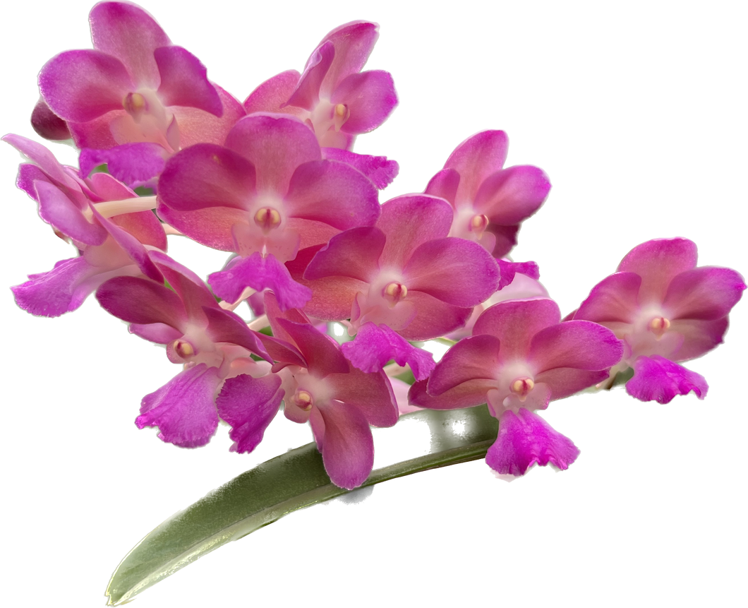Perreiraara Rapeepath yellow