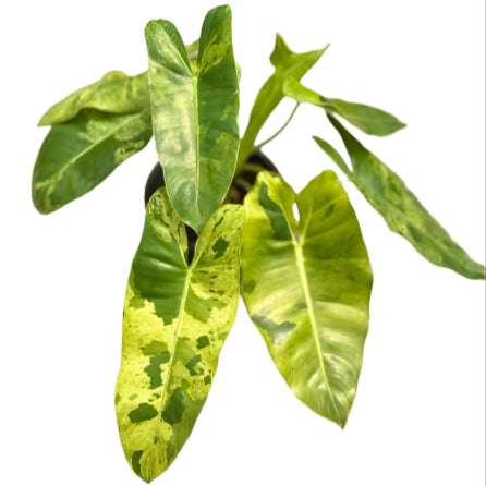 Philodendron Burle Marx Mint Variegated with long mint-splashed leaves in a black pot.