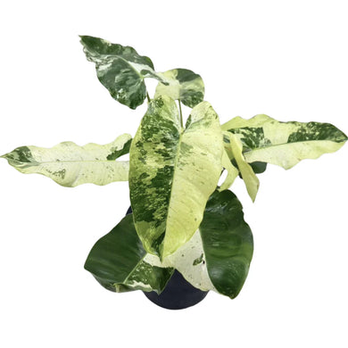 Philodendron Burle Marx Snow White with cream and green marbled variegated leaves in a pot