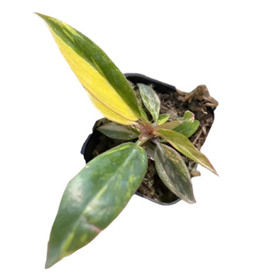 Top view of Philodendron Caramel Fire Tiger showing variegated caramel, green, and yellow leaves.