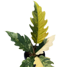 Load image into Gallery viewer, Philodendron Caramel Marble variegated with deeply lobed leaves and marbled caramel, yellow, and green variegation in a black pot
