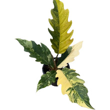 Load image into Gallery viewer, Philodendron Caramel Marble variegated with deeply lobed leaves and marbled caramel, yellow, and green variegation in a black pot

